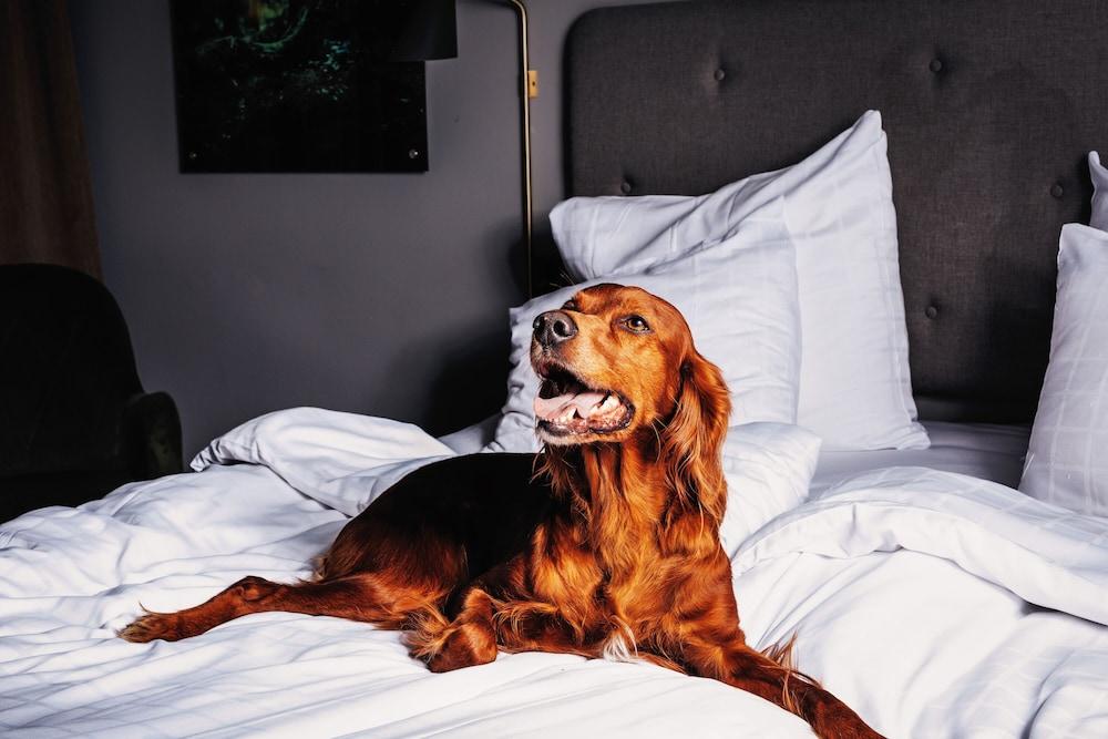 Hotell Soedra Berget Sundsvall Ngoại thất bức ảnh